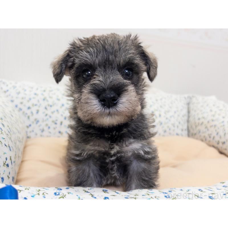 成約済の神奈川県のミニチュアシュナウザー-413939の7枚目