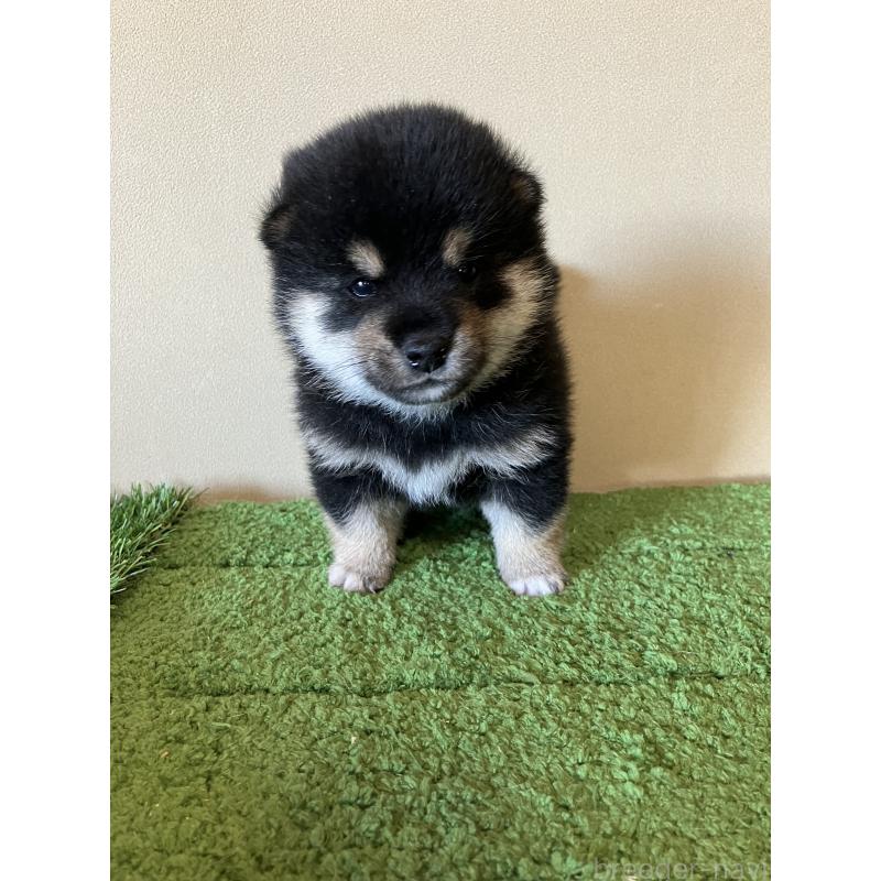 成約済の三重県の豆柴-416175の5枚目