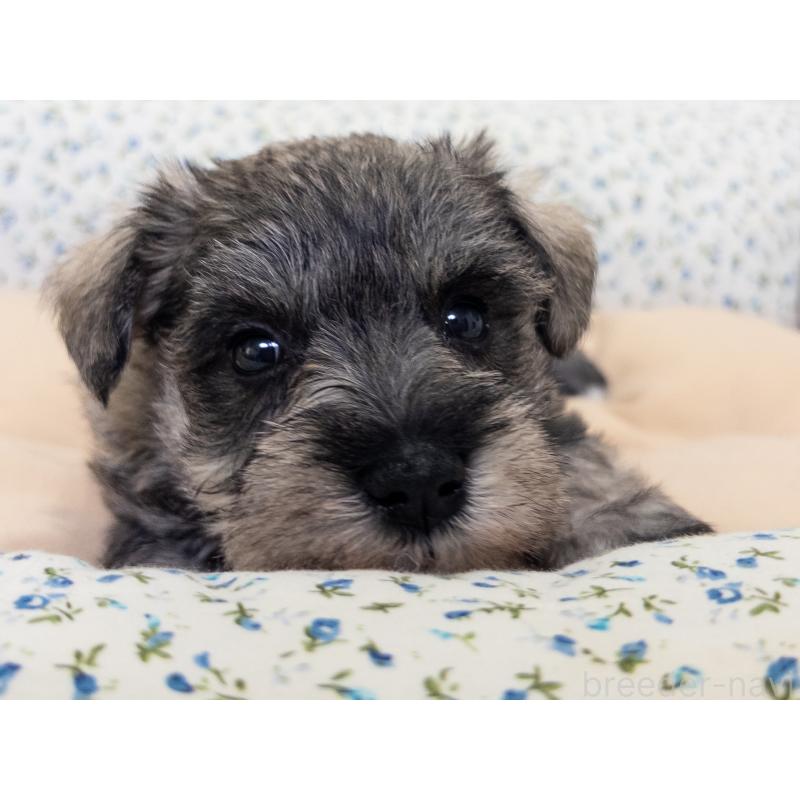 成約済の神奈川県のミニチュアシュナウザー-413939の6枚目