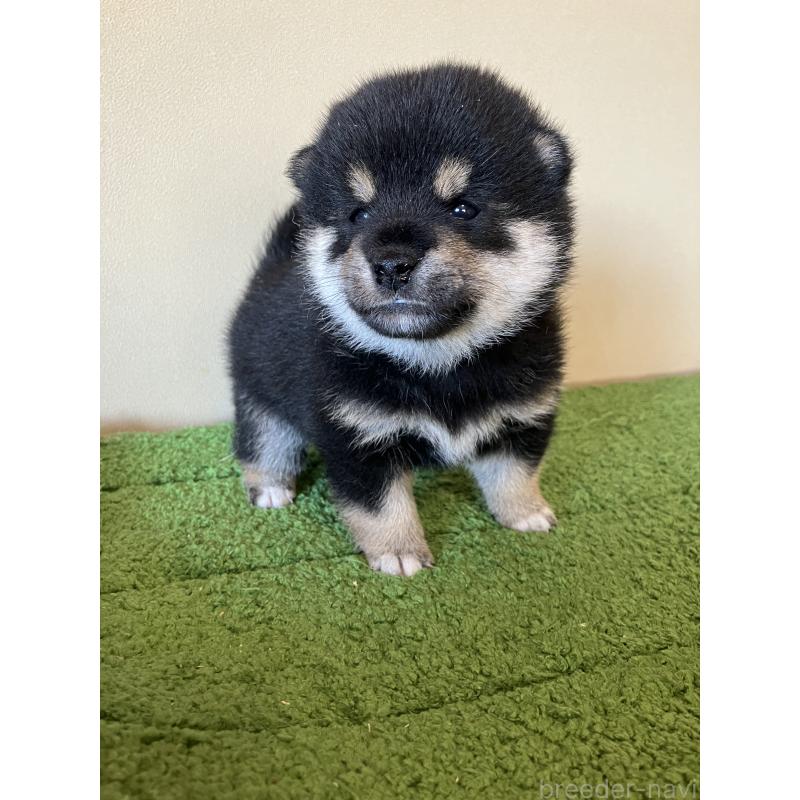 成約済の三重県の豆柴-416175の4枚目