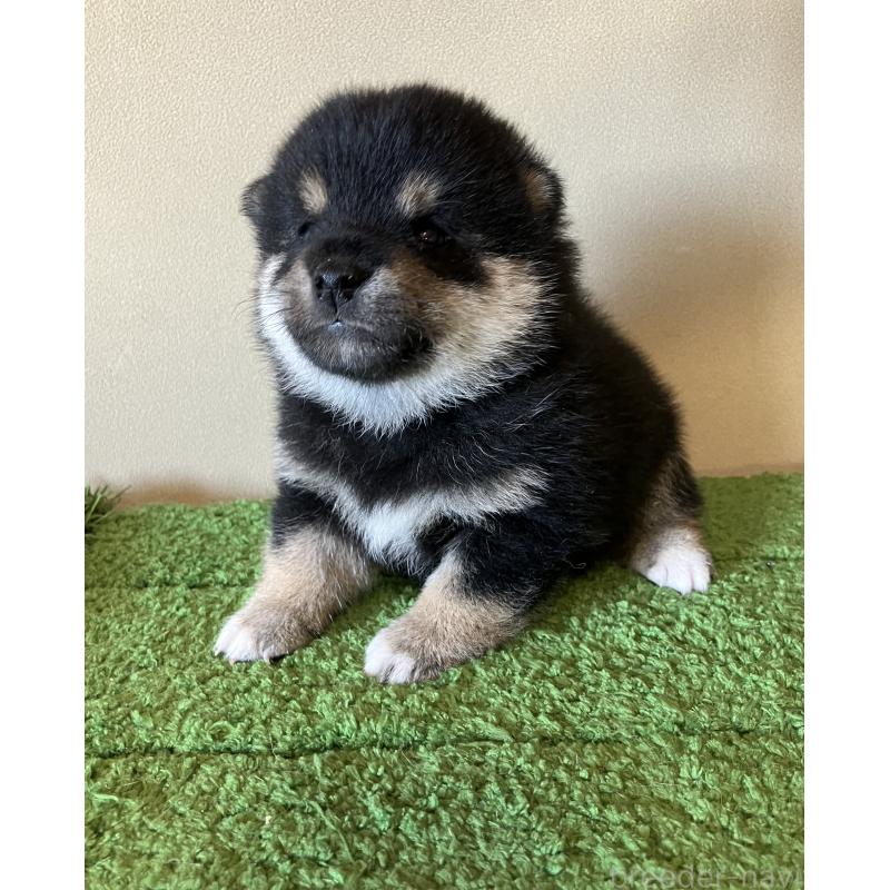 成約済の三重県の豆柴-416175の3枚目