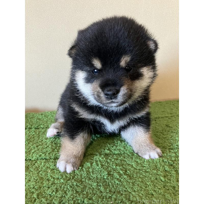 成約済の三重県の豆柴-416175の2枚目