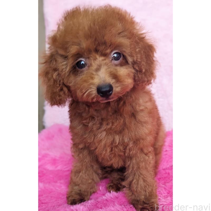 販売中の静岡県のタイニープードル-403322の5枚目