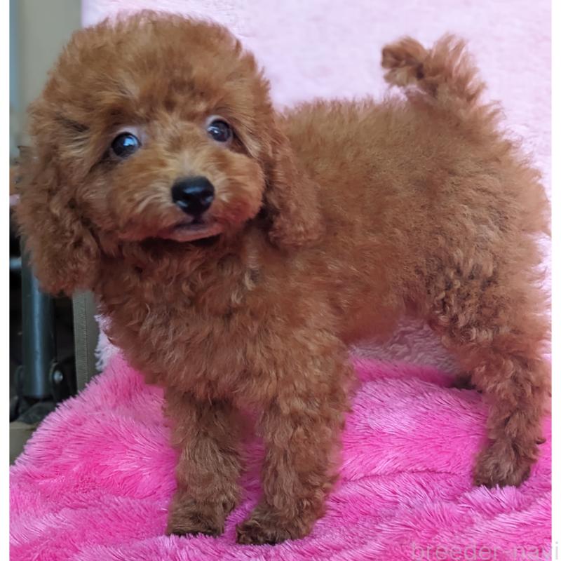 販売中の静岡県のタイニープードル-403322の4枚目