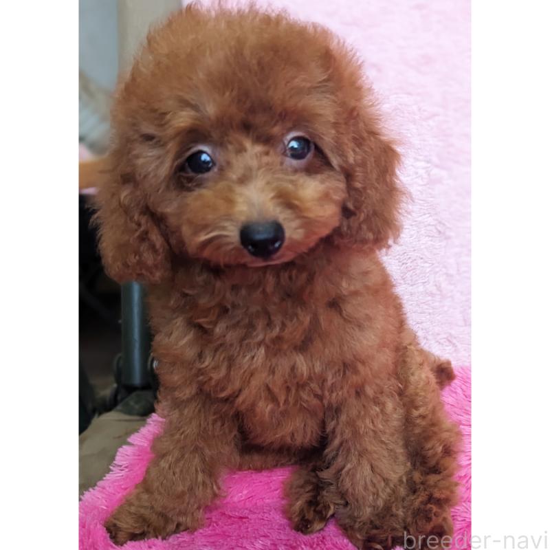 販売中の静岡県のタイニープードル-403322の3枚目