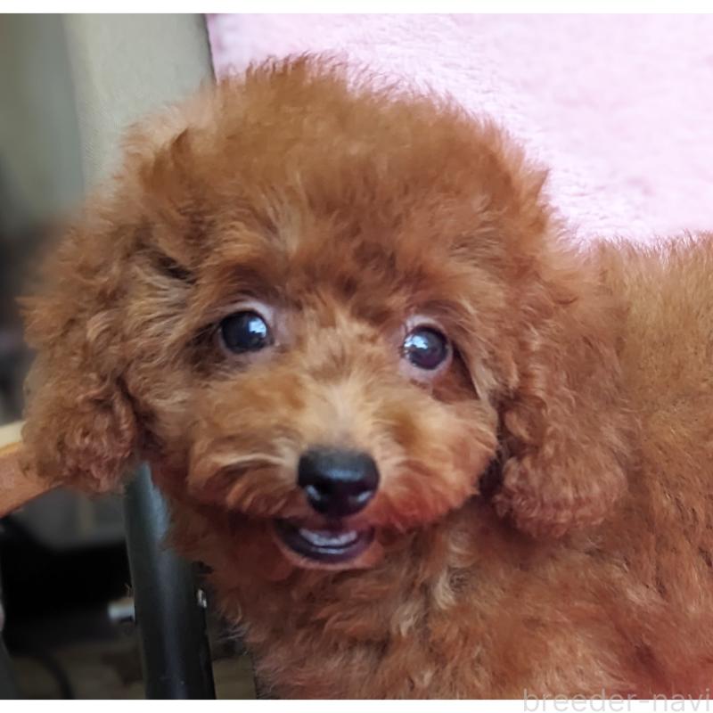 販売中の静岡県のタイニープードル-403322の2枚目