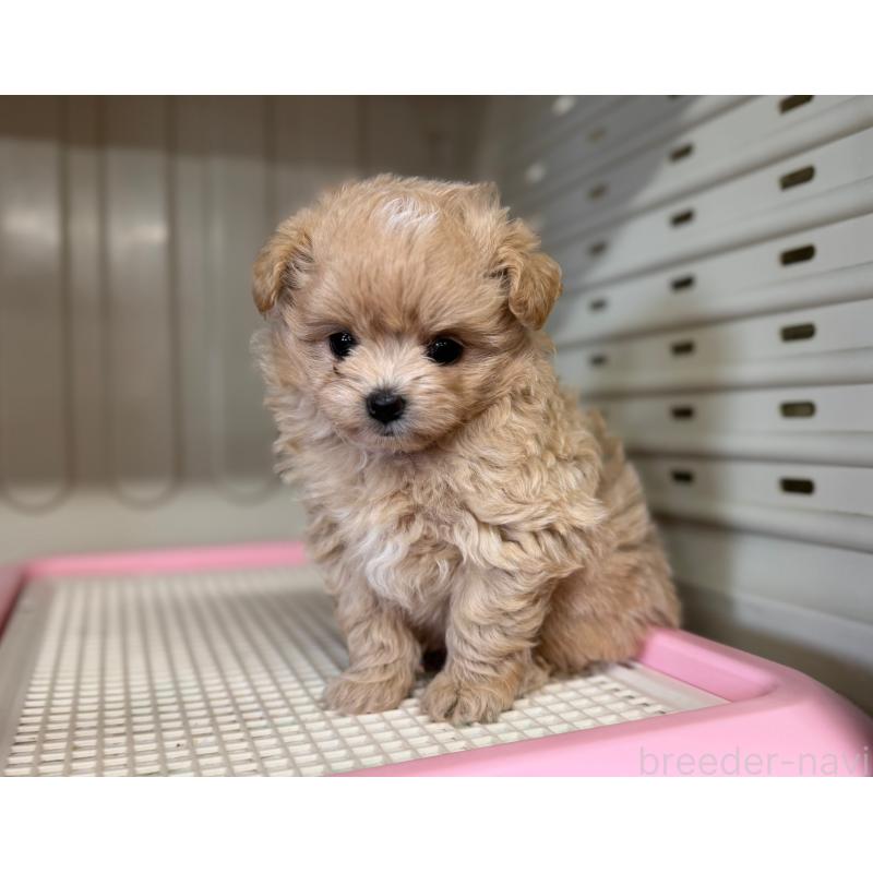 販売中の秋田県のミックス犬-417376の8枚目