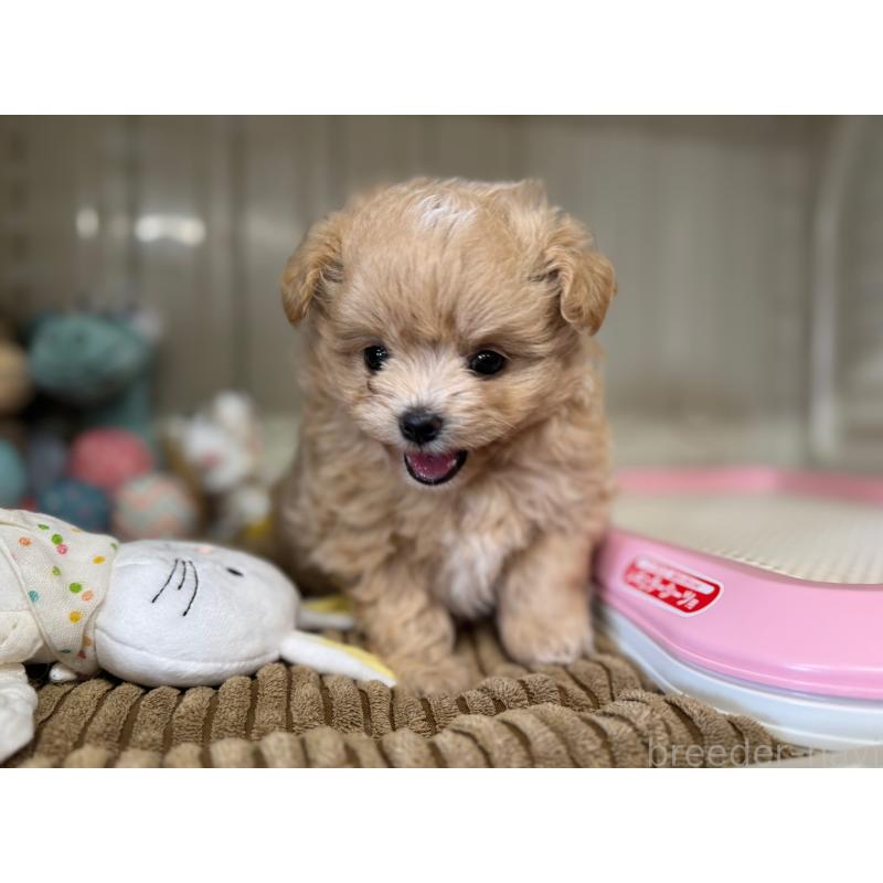 販売中の秋田県のミックス犬-417376の7枚目