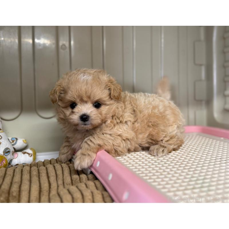 販売中の秋田県のミックス犬-417376の6枚目