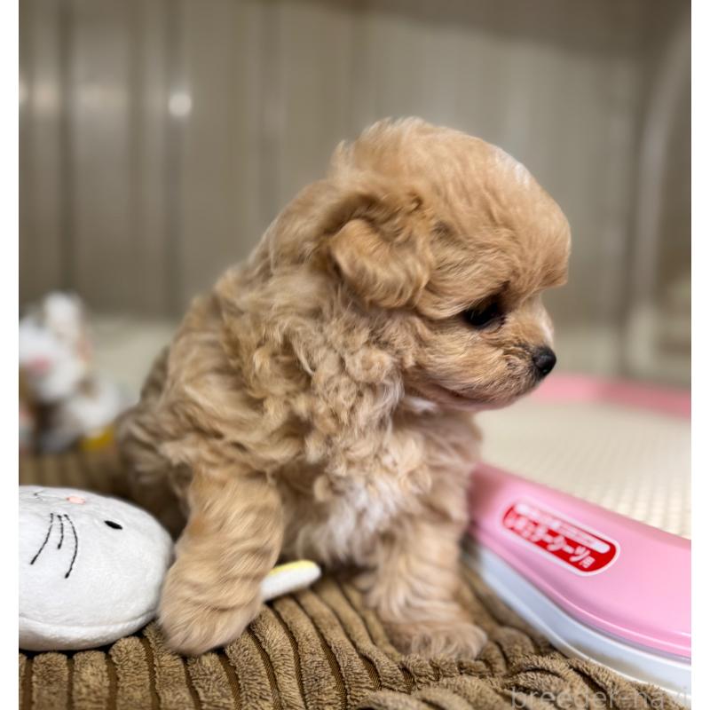 販売中の秋田県のミックス犬-417376の5枚目