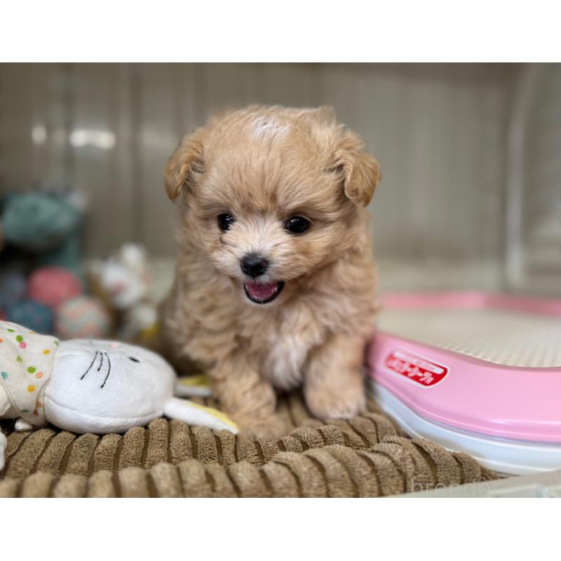 販売中の秋田県のミックス犬-417376の4枚目