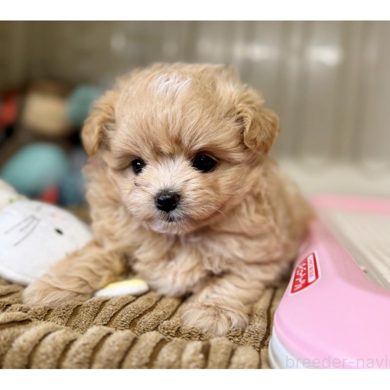 販売中の秋田県のミックス犬-417376の3枚目
