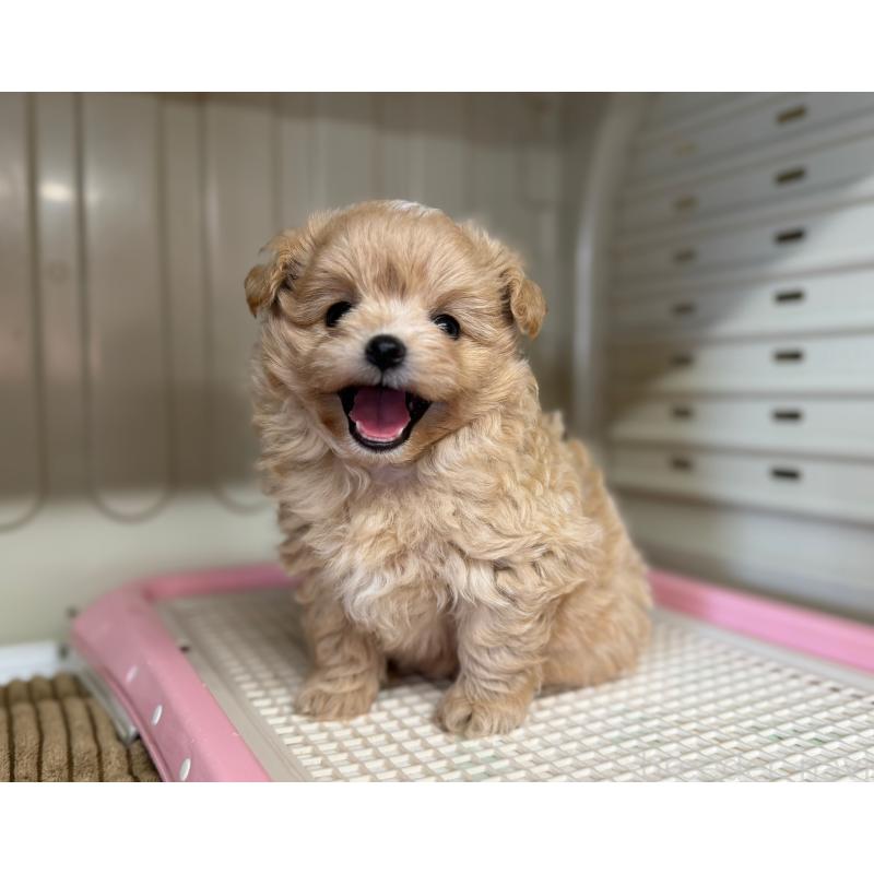 販売中の秋田県のミックス犬-417376の2枚目