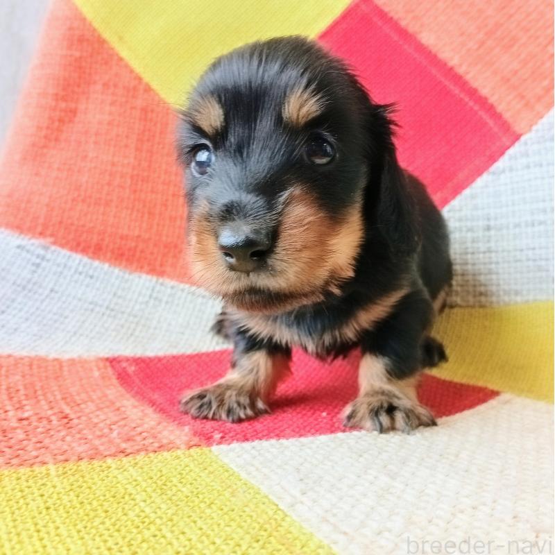 販売中の和歌山県のミニチュアダックスフンド(ロングヘアード)-417382の4枚目