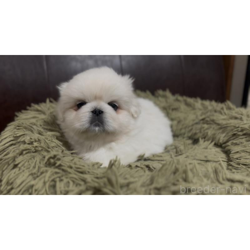 成約済の滋賀県のペキニーズ-413638の3枚目