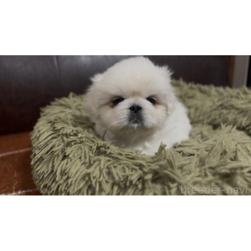 成約済の滋賀県のペキニーズ-413638の2枚目