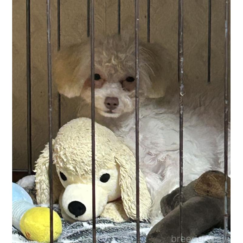 商談中の福岡県のタイニープードル-392218の2枚目