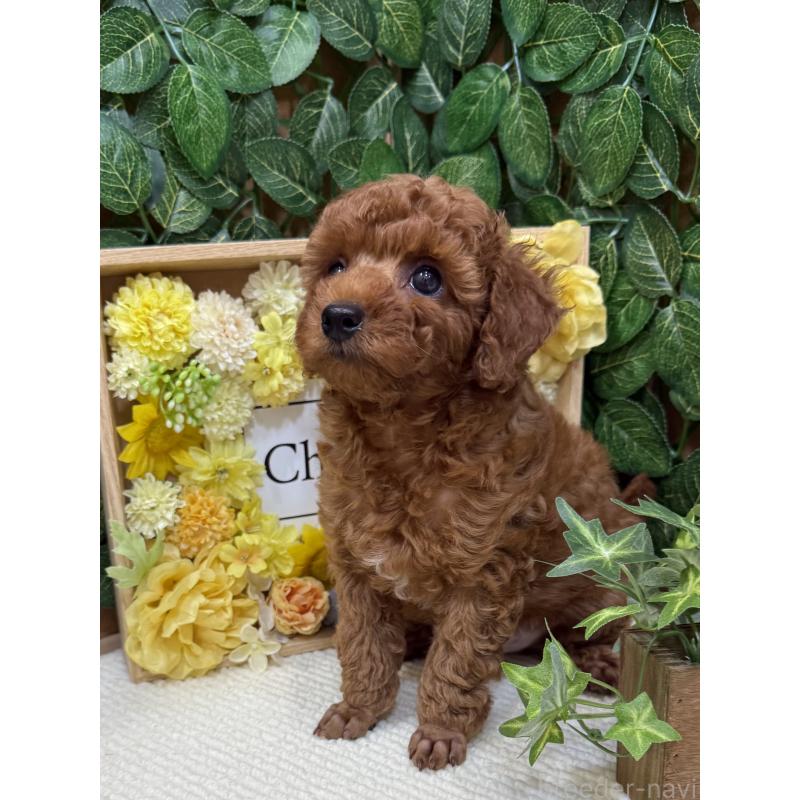 成約済の愛媛県のトイプードル-413027の4枚目