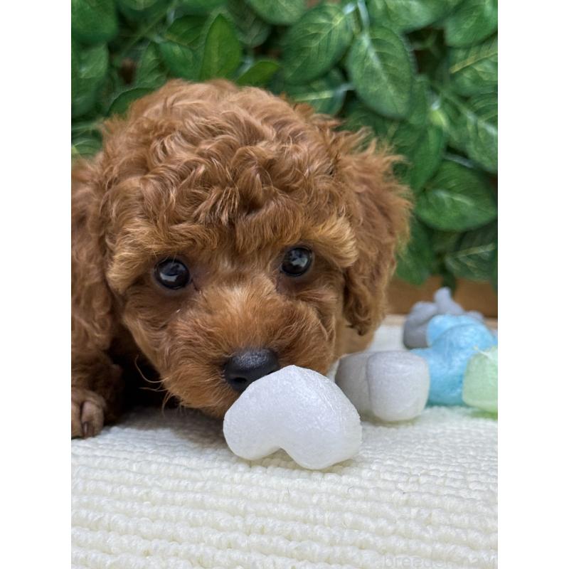 成約済の愛媛県のトイプードル-413027の3枚目