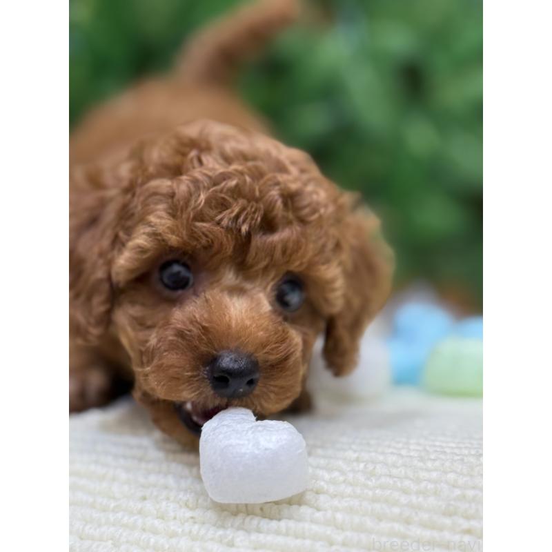 成約済の愛媛県のトイプードル-413027の2枚目