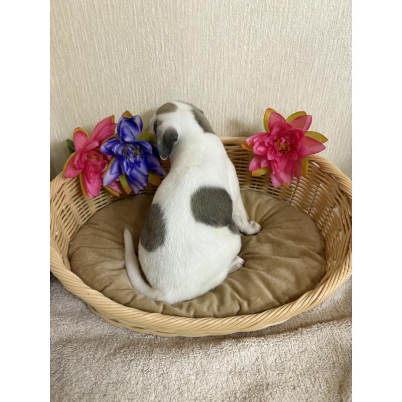 販売中の岐阜県のウィペット-417412の2枚目