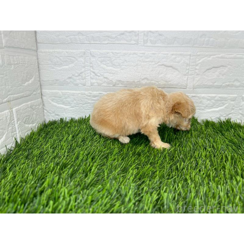 販売中の茨城県のチワプー:チワワ×トイプードル-417411の12枚目