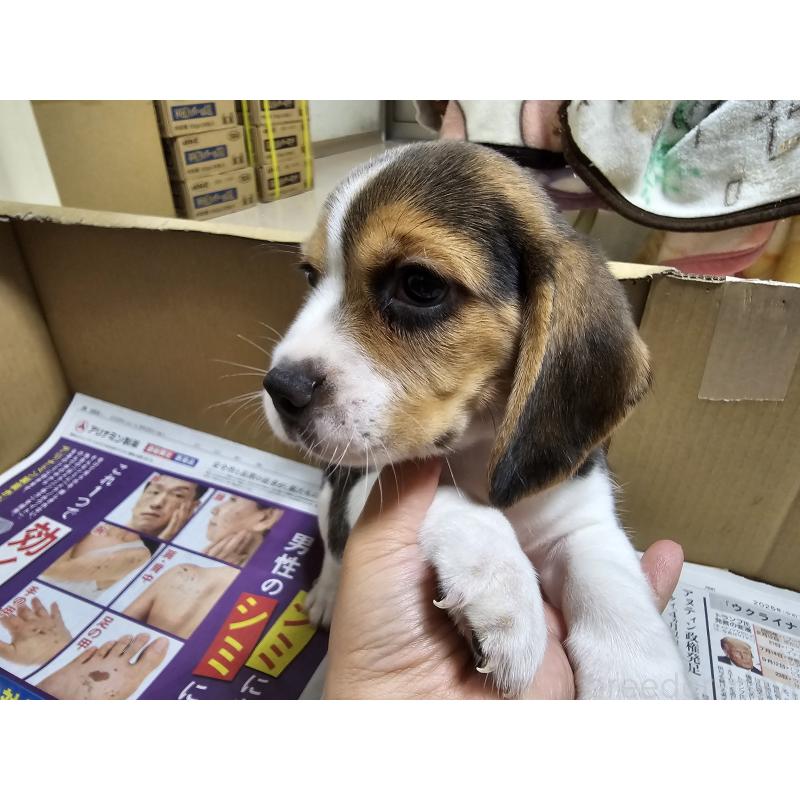 販売中の愛知県のビーグル-417409の8枚目