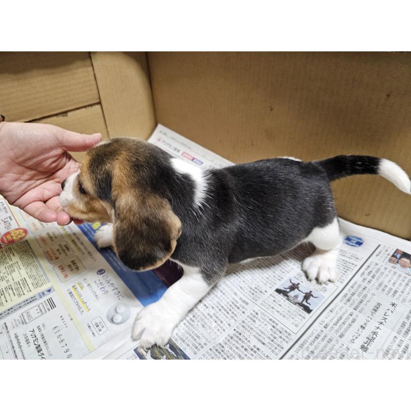 販売中の愛知県のビーグル-417409の2枚目