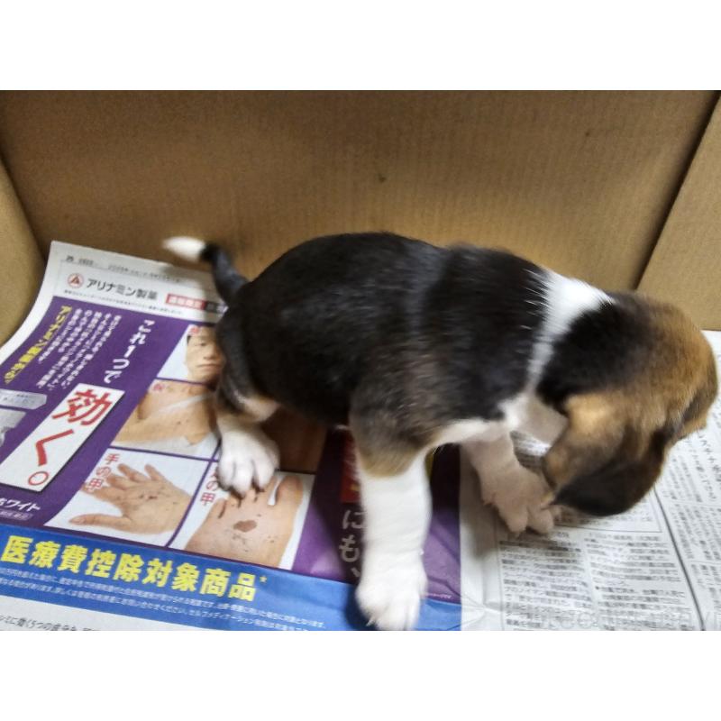 販売中の愛知県のビーグル-417410の4枚目
