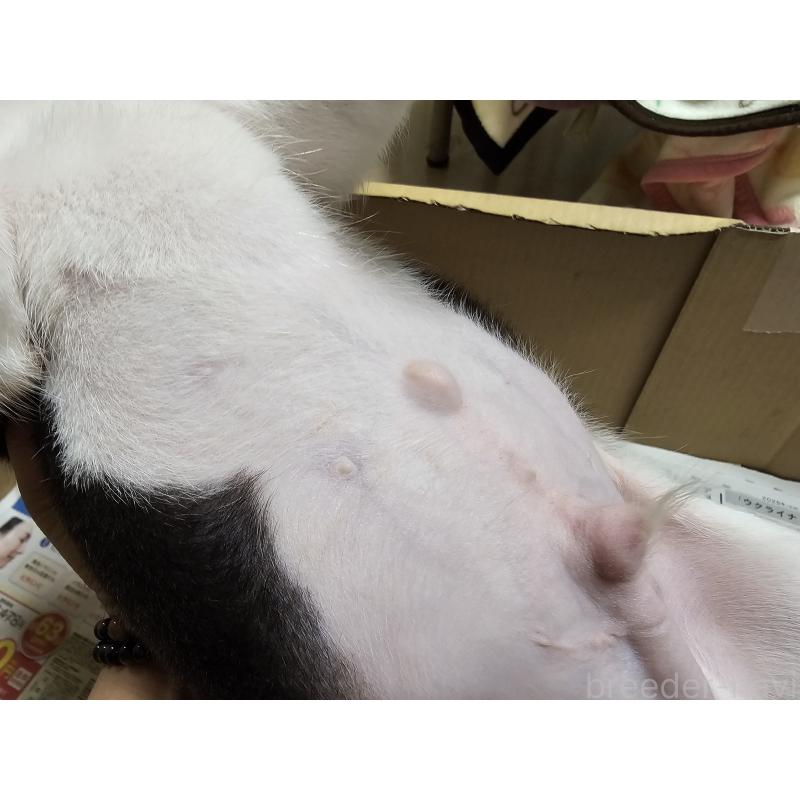 販売中の愛知県のビーグル-417410の2枚目