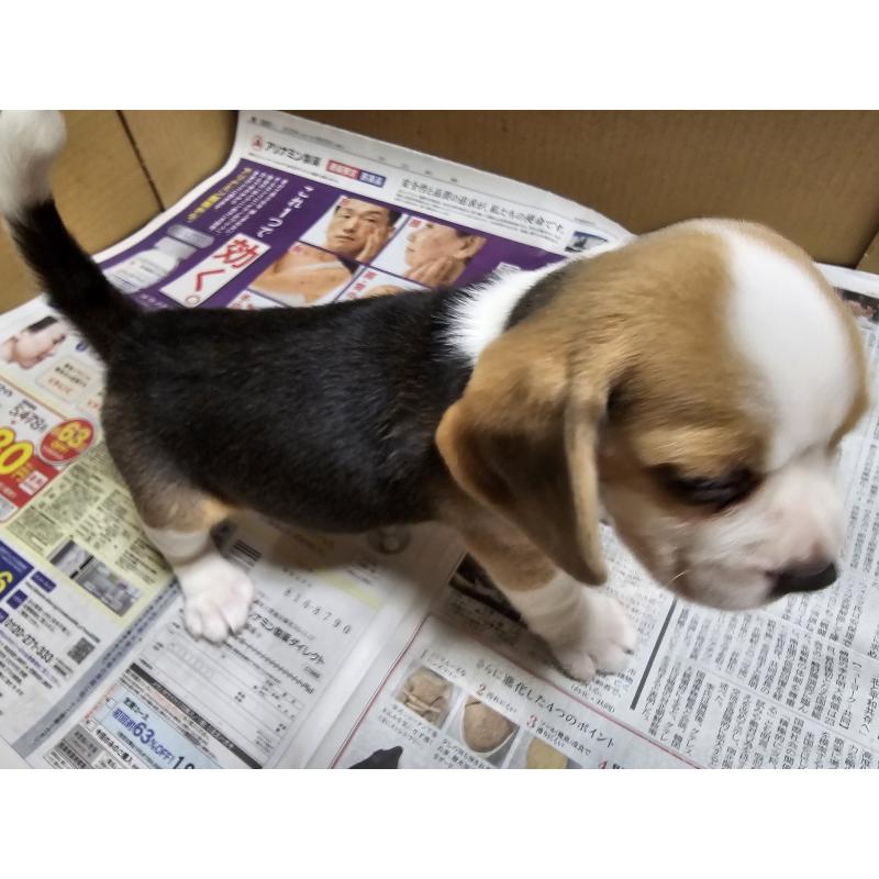 成約済の愛知県のビーグル-416411の3枚目