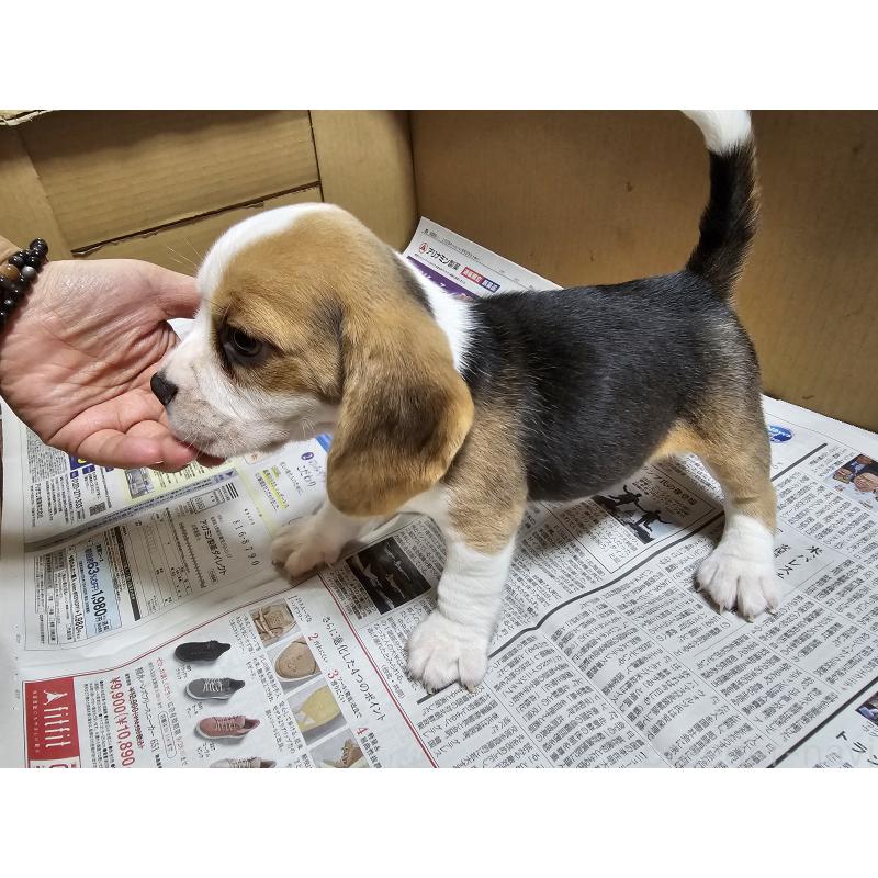 成約済の愛知県のビーグル-416411の2枚目