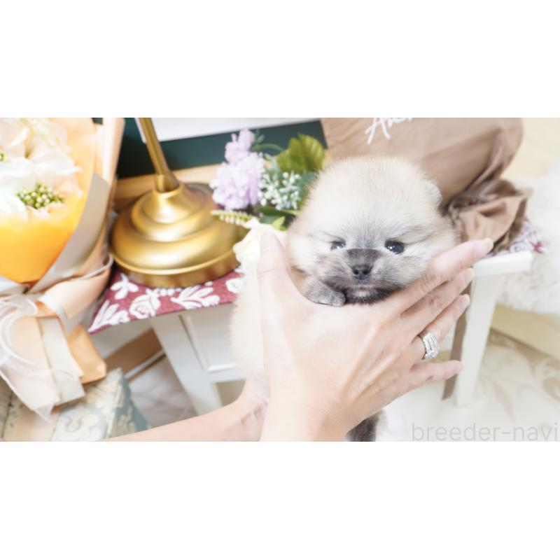 販売中の大阪府のポメラニアン-417413の1枚目