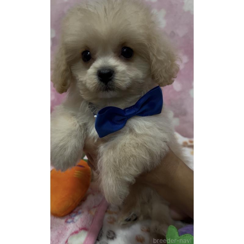 販売中の茨城県のミックス犬-417414の4枚目