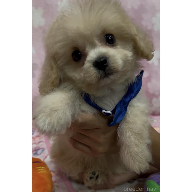 販売中の茨城県のミックス犬-417414の3枚目
