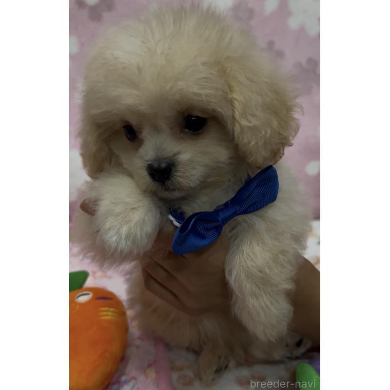 販売中の茨城県のミックス犬-417414の2枚目