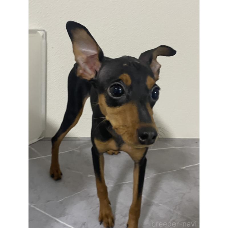 成約済の宮崎県のミニチュアピンシャー(ミニピン)-417219の5枚目