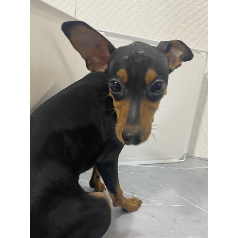 成約済の宮崎県のミニチュアピンシャー(ミニピン)-417219の4枚目