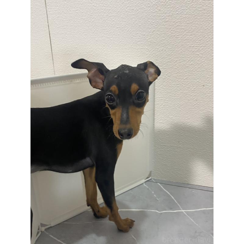 成約済の宮崎県のミニチュアピンシャー(ミニピン)-417219の3枚目