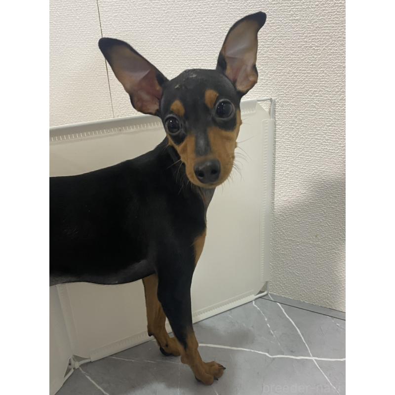 成約済の宮崎県のミニチュアピンシャー(ミニピン)-417219の2枚目