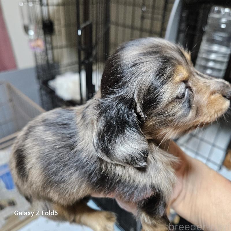 販売中の愛知県のミニチュアダックスフンド(ロングヘアード)-407438の2枚目
