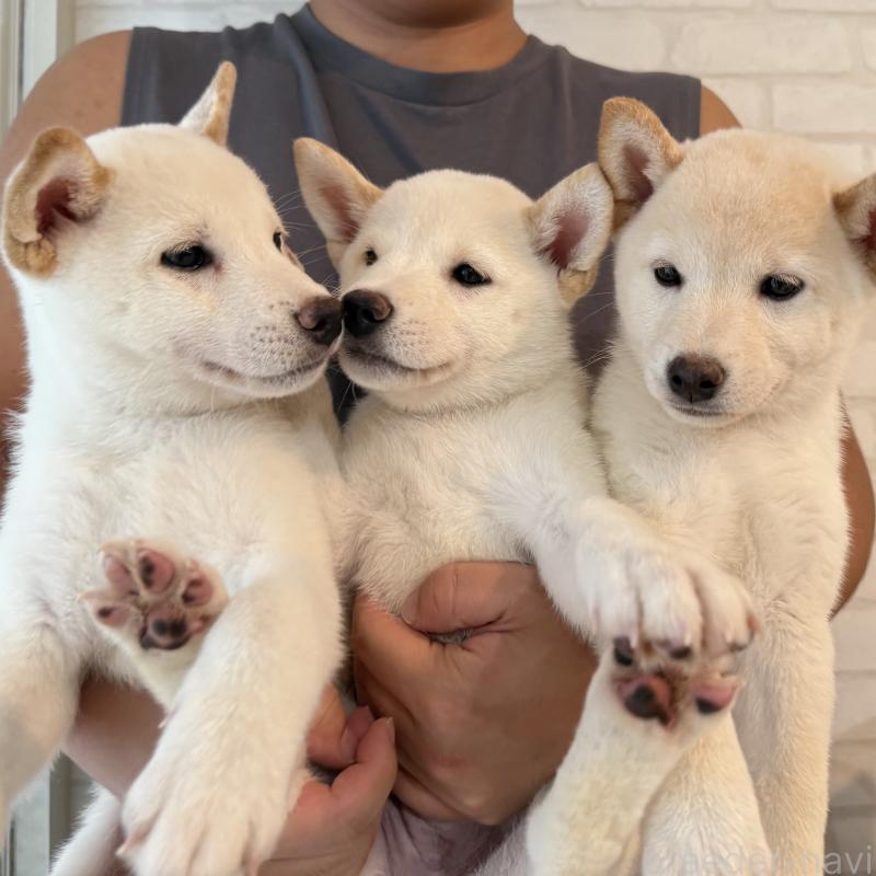 成約済の大阪府の柴犬-413697の6枚目