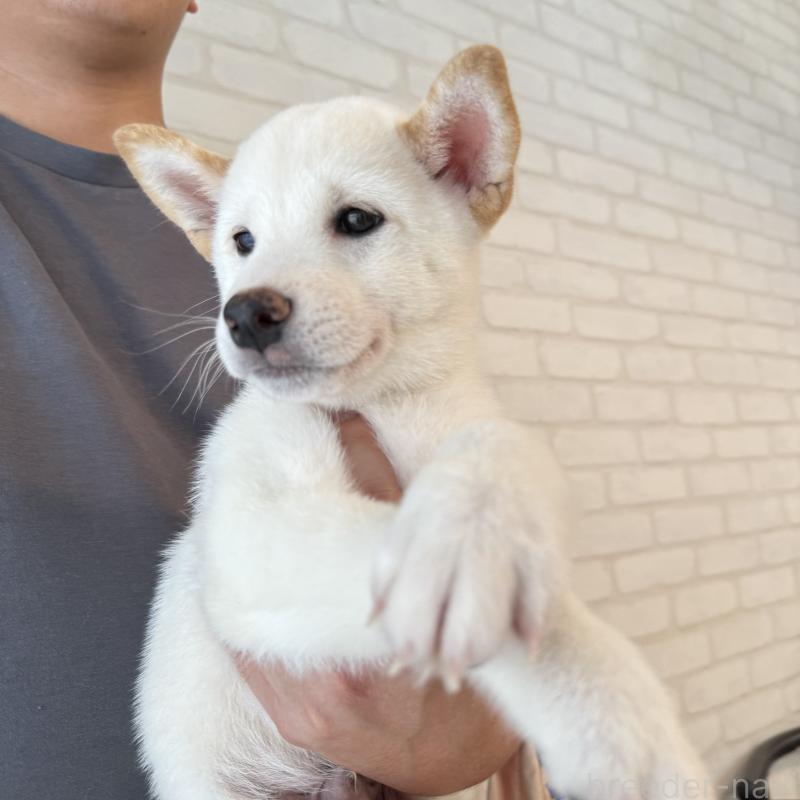 成約済の大阪府の柴犬-413697の5枚目