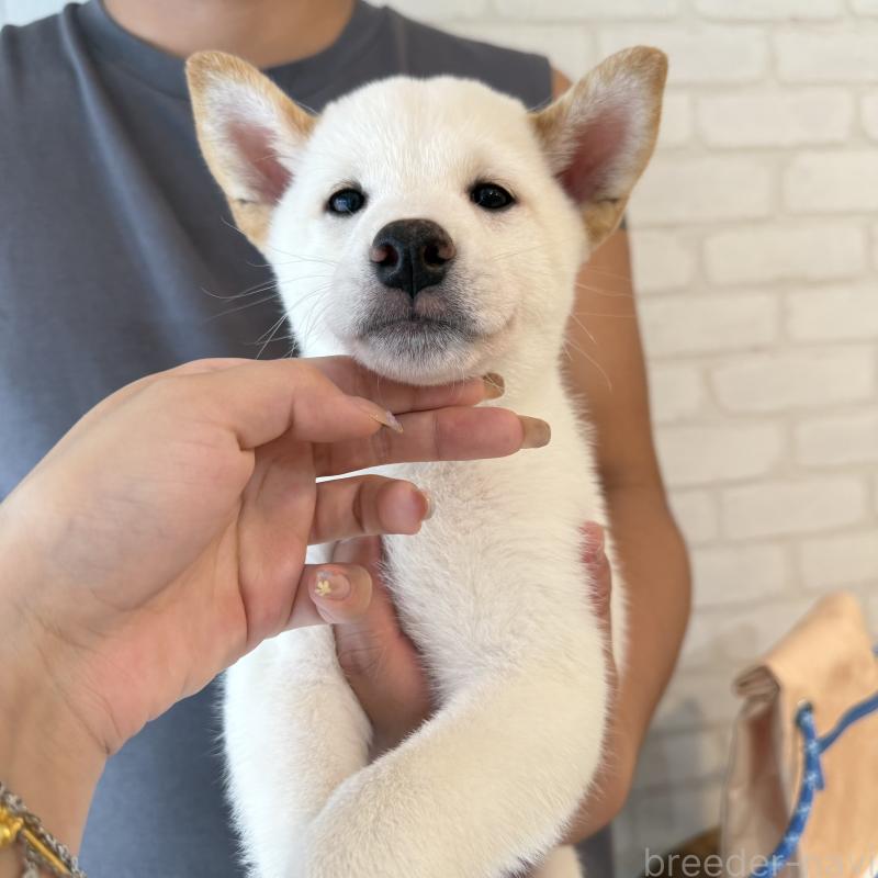 成約済の大阪府の柴犬-413697の4枚目