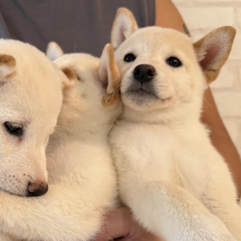 成約済の大阪府の柴犬-413697の1枚目