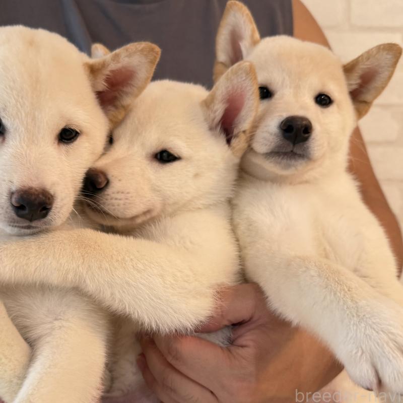 成約済の大阪府の柴犬-413697の3枚目