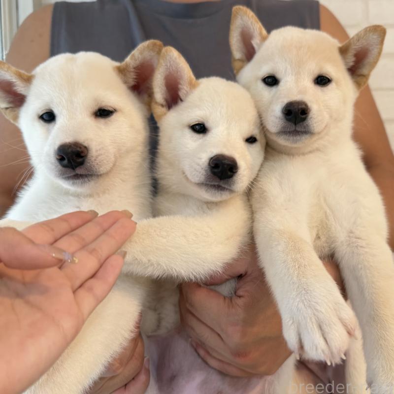 成約済の大阪府の柴犬-413697の2枚目