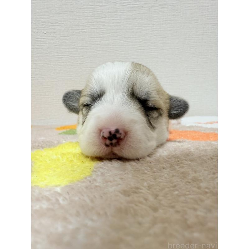 販売中の千葉県のウェルシュコーギーペンブローク-417422の3枚目