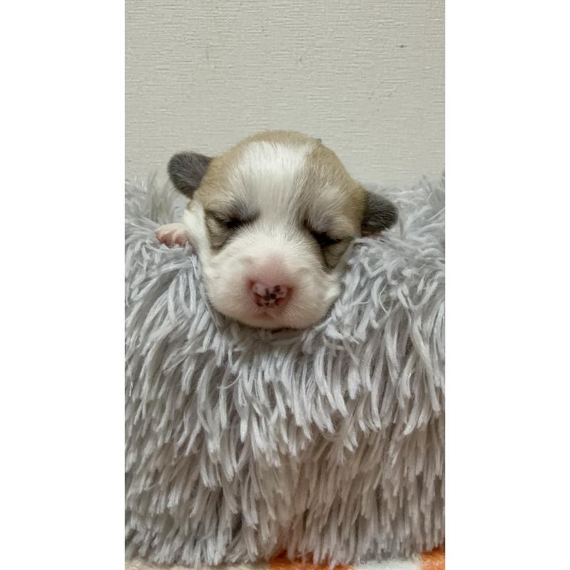 販売中の千葉県のウェルシュコーギーペンブローク-417422の2枚目