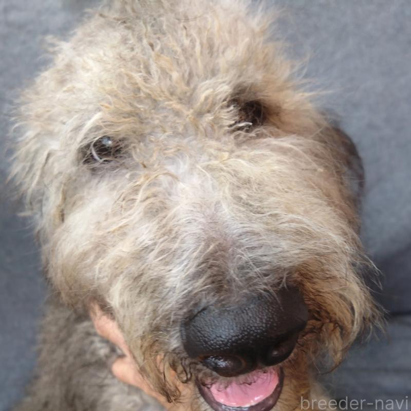 販売中ののゴールデンドゥードル:ゴールデンレトリーバー×プードル-390625